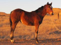 2015 Foal Whiskey Up Mesa JW